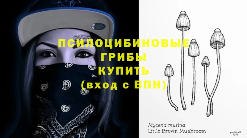 закладка  Бавлы  Псилоцибиновые грибы Psilocybe 